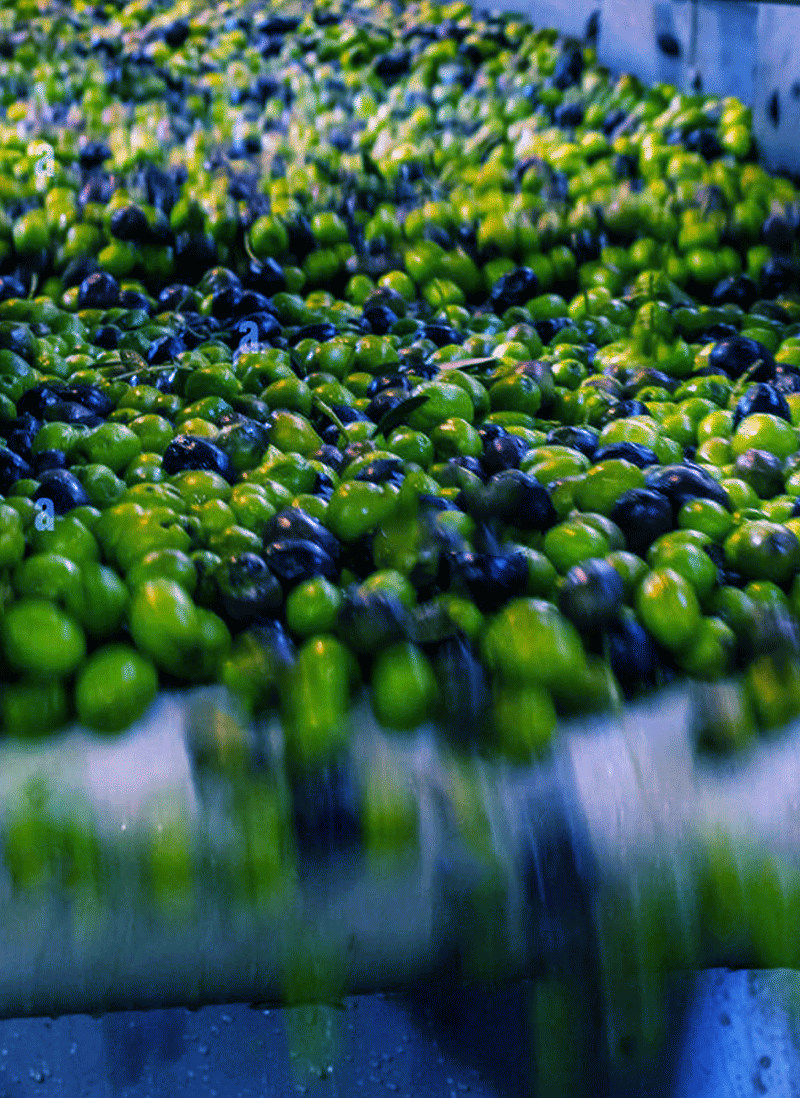 Zeytinyağı Üretimi ve İhracatı